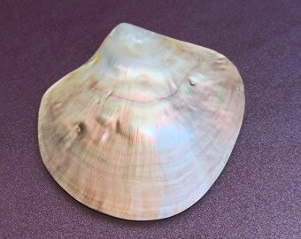 RARE Pinctada Margaritifera Shells, Lipped Mother of Pearl