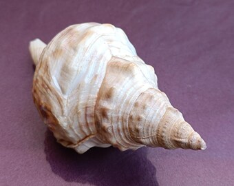 大きな海の貝殻：ナチュラルな航海装飾（155x85x65 mm） - Etsy 日本