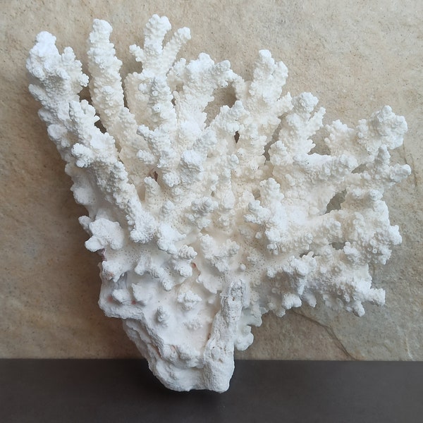 Grand corail blanc, 760 g, grand arbre corail, déco récif de corail, arbre de corail blanc naturel, récif de corail blanc, corail de mer naturel