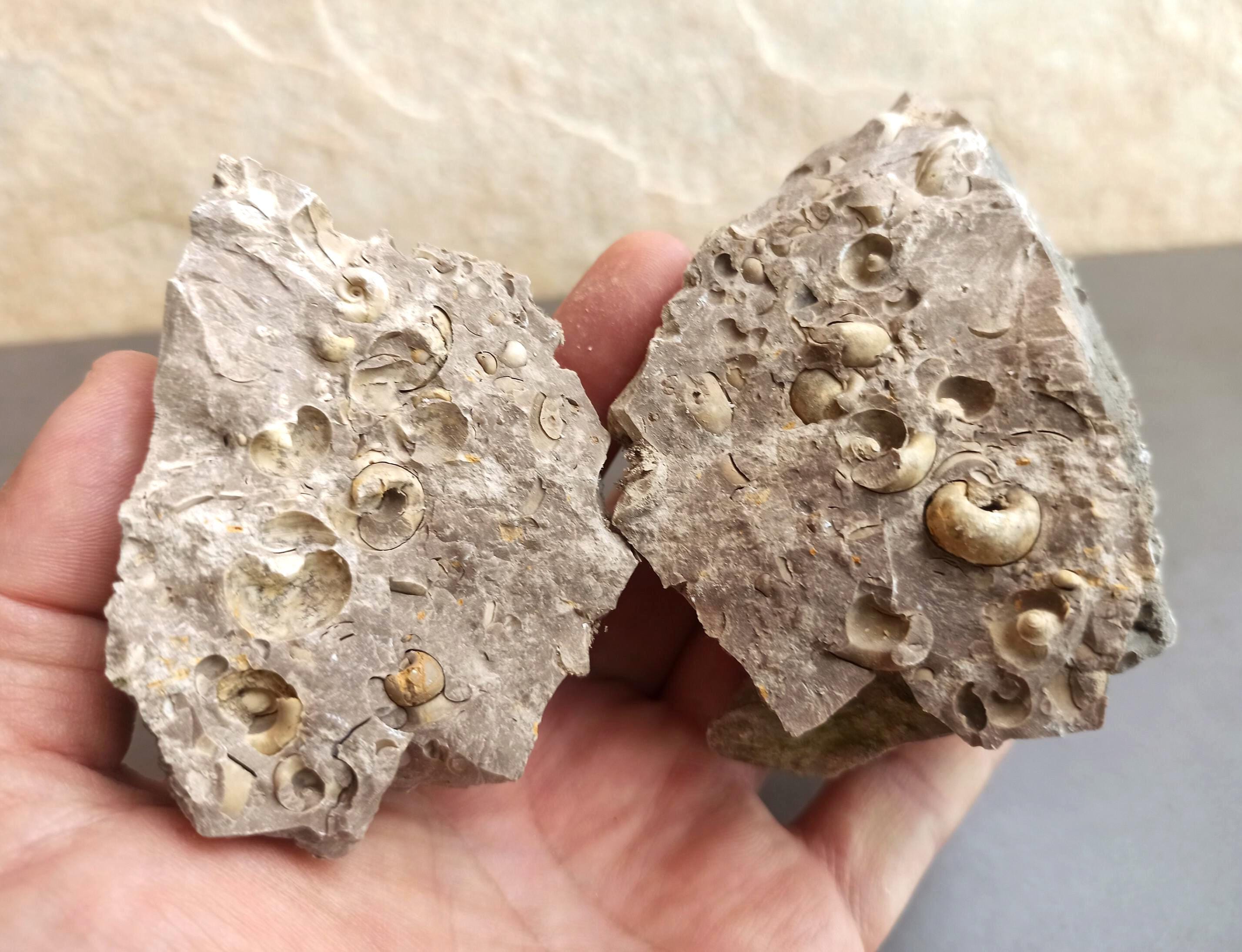 150 Million Year Old Shell Fossil: Ancient Spanish Seashells in