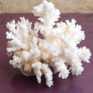 White Coral Tree, Natural Coral Tree, White Coral, Natural Coral Sea, Small White Coral Tree, Coral Reef Decor