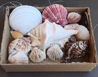 Natural Seashell Set: Ocean Shells for Nautical Decor