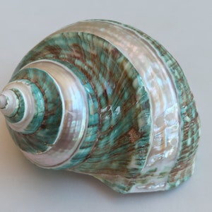 Raro turchese carino, bella conchiglia, tesoro marino, grande conchiglia rotonda, conchiglia di mare rotonda, grande conchiglia rotonda, grande conchiglia dell'oceano naturale
