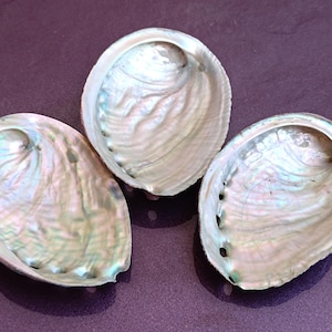 May include: Three iridescent abalone shells with a pearlescent sheen. The shells display a range of colors, including white, green, and blue, and are arranged on a purple surface. Each shell has a unique shape and texture.