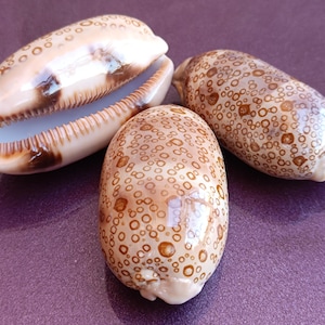 May include: Three seashells with a glossy finish are displayed on a purple surface. The shells vary in size and shape, with a mix of beige and brown tones. One shell is open, revealing its interior, while the others are closed, showcasing their speckled patterns.