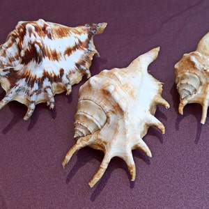 Set di 3 conchiglie marine naturali, bellissima conchiglia, conchiglia, enorme conchiglia oceanica, tesoro di conchiglie marine, conchiglie naturali, conchiglia marina, decorazione di nozze