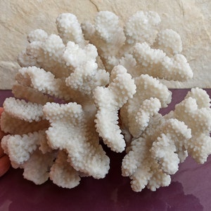 1400g Large White Coral, Large Coral Tree, Coral Reef Decor, Natural White Coral Tree, White Coral Reef, Natural Sea Coral