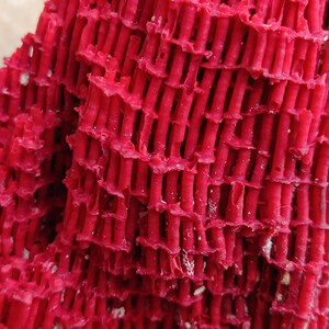 May include: Close-up of a bright red coral with a lattice-like structure. The coral has a rough, textured surface.