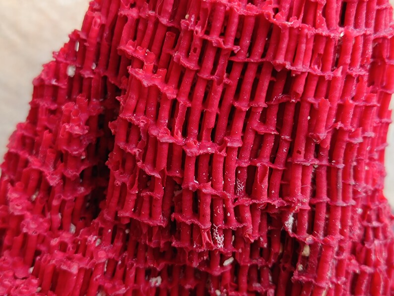 May include: Close-up of a bright red coral with a lattice-like structure. The coral has a rough, textured surface.