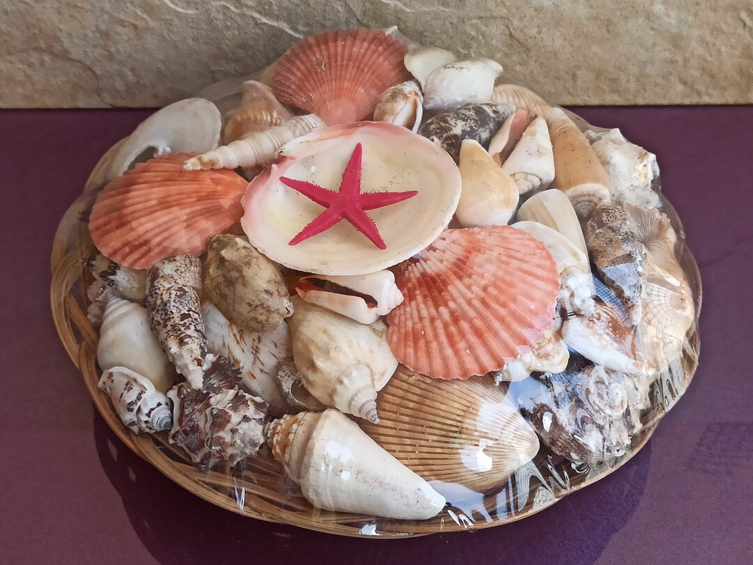 Sea Shell Set Large Seashell Set (1600g): Natural Ocean Shells, Beach Decor - Etsy