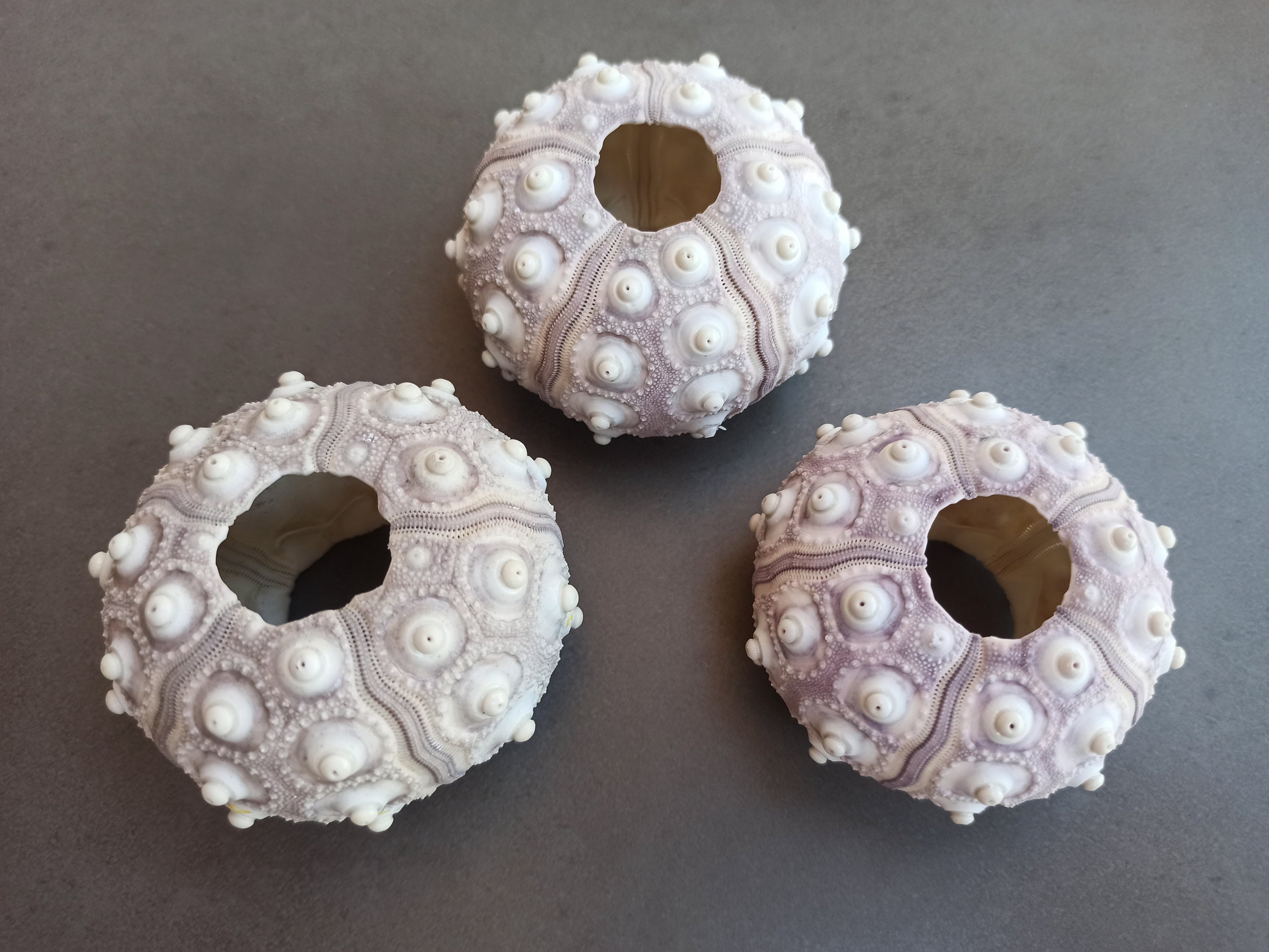 Sea Urchin, Purple Sea Urchin, Big Sea Urchin, Sea Urchin Shell