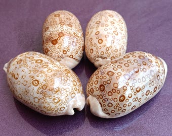 Grote gemeenschappelijke Lambis-zeeschelp: natuurlijke oceaanschat, bruiloftsdecoratie (23 x 15 x 7 cm) - België