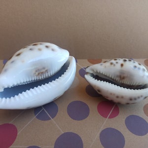 Può includere: Due conchiglie bianche con macchie marroni. La conchiglia più grande è aperta e la più piccola è chiusa.