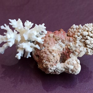 Wedding Decoration, White Coral, Natural White Coral Tree, Large Coral Tree, Coral Reef Decor, White Coral Reef, Natural Sea Coral