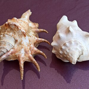Set di 2 conchiglie di mare naturali, bella conchiglia, conchiglia di granchio grande, enorme conchiglia oceanica, tesoro di conchiglia di mare, conchiglie naturali, decorazione di nozze