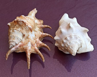 Marinepapier. Grote Zeeschelpen Aan De Zeekust. Plaats Voor Tekst Op Het Zand Strand Achtergrond Een Opschrift Over Beschrijving Van Image193494330