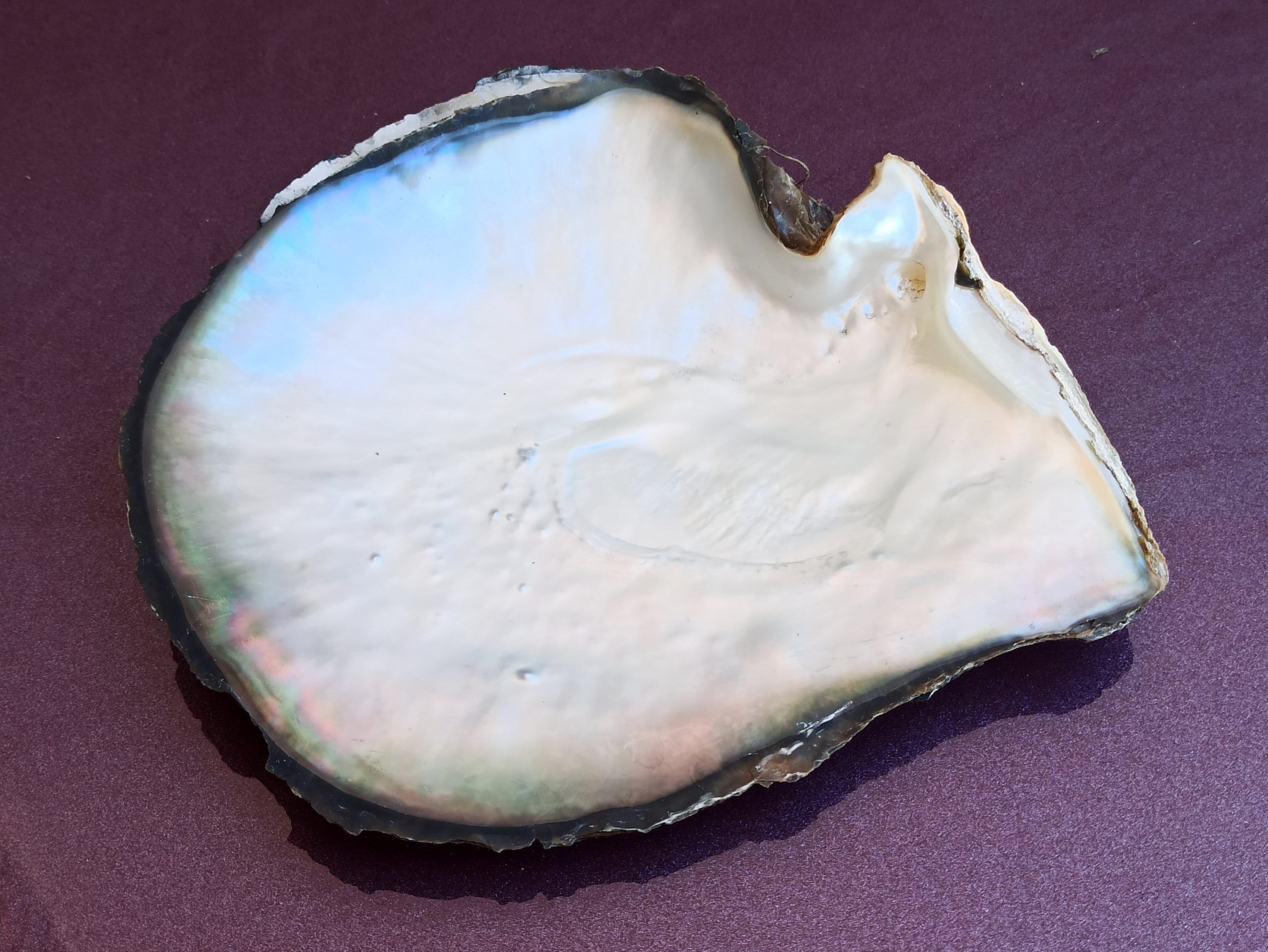 黒蝶貝ネックレス 9-12mm　black lipped oyster Pinctada Margaritifera, Pearl Shell, Lipped Mother of Pearl
