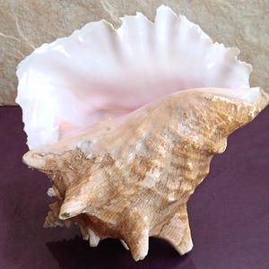 Schöne Muschel, große Krabbenmuschel, riesige Ozeanmuschel, Muschelschatz, natürliche Muscheln, Muschel, Hochzeitsdekoration