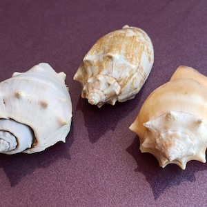 Set di 3 conchiglie marine naturali, bellissima conchiglia, grande conchiglia di granchio, enorme conchiglia oceanica, tesoro di conchiglie marine, conchiglie naturali, decorazione di nozze