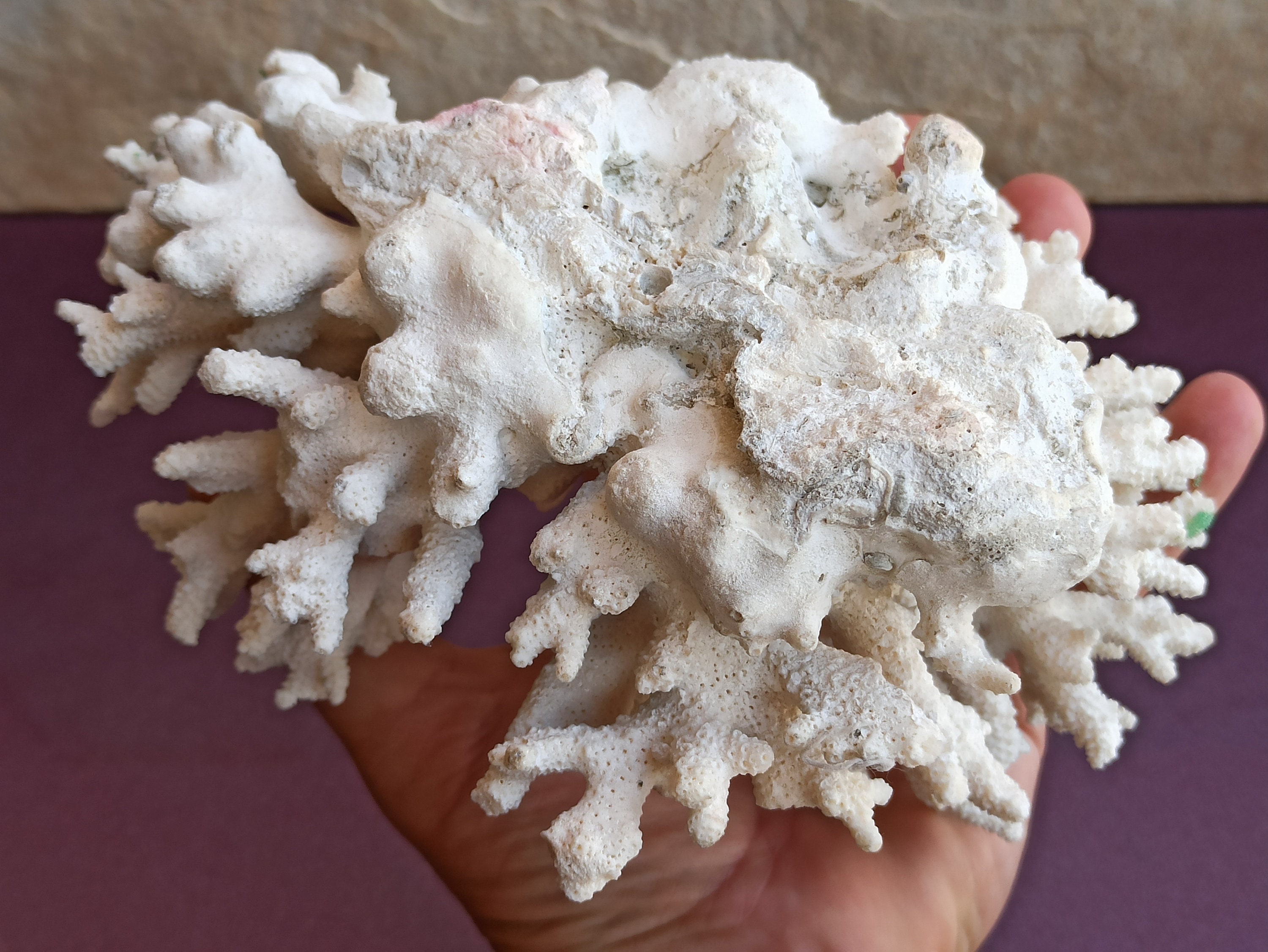 Natural coral for sale deals
