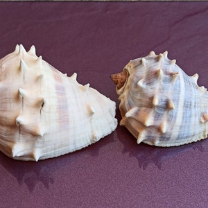 Spiked Sea Shells Set: Natural Ocean Decor, Nautical Wedding - Etsy