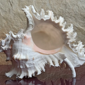 Enorme bellissima conchiglia, grande conchiglia di granchio, enorme conchiglia oceanica, tesoro di conchiglie marine, conchiglie naturali, decorazione di conchiglie marine, decorazione di nozze