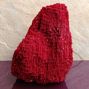May include: A bright red coral specimen with a textured, net-like surface. The coral is shaped like a small mountain.