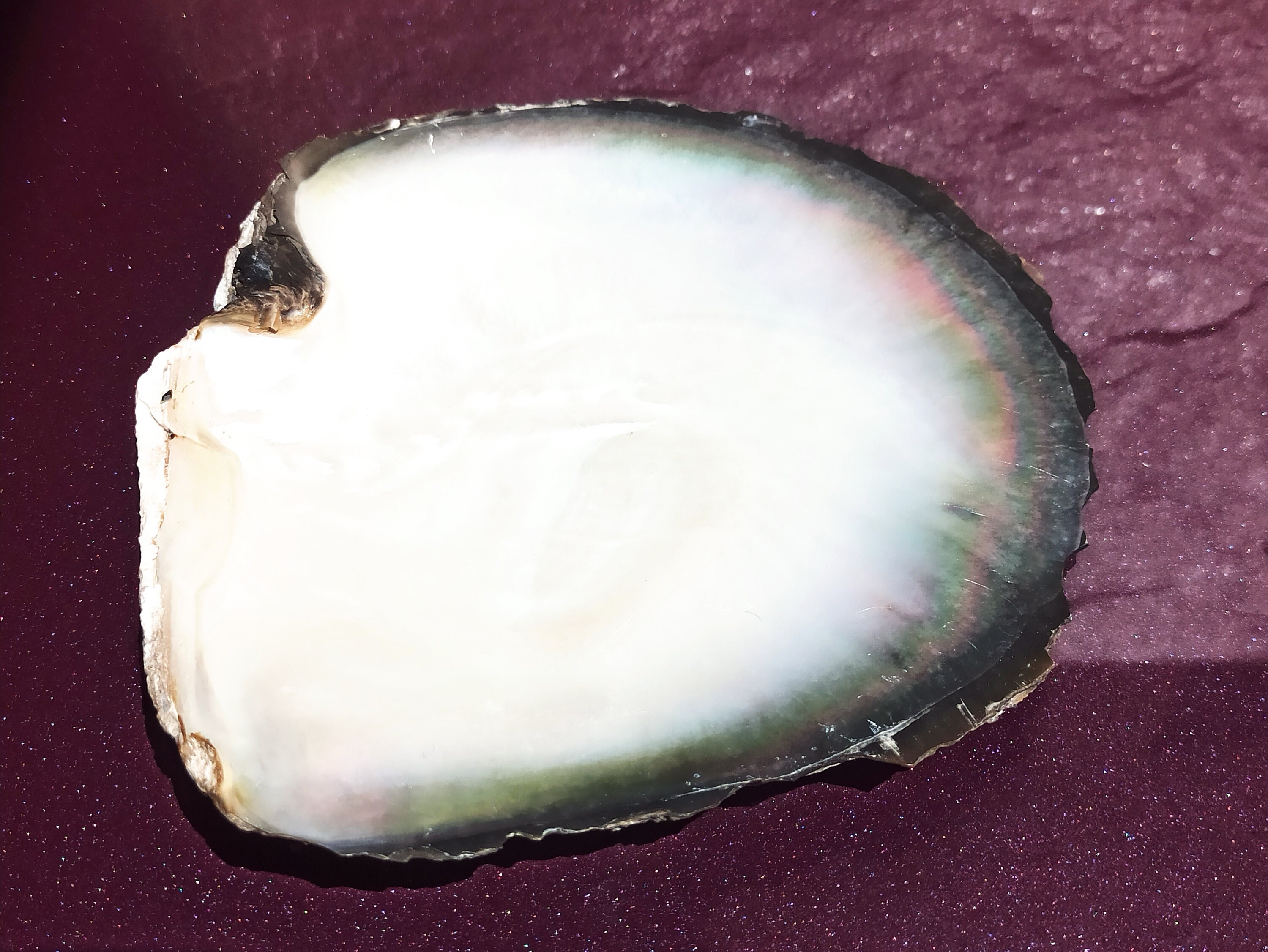 黒蝶貝ネックレス 9-12mm　black lipped oyster Pinctada Margaritifera, Pearl Shell, Lipped Mother of Pearl