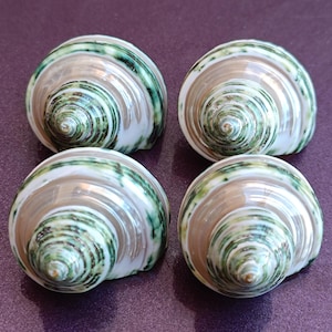 May include: Four spiral-shaped seashells with a pearlescent sheen. The shells feature a pattern of green and white stripes, with a brown center. The shells are arranged on a purple surface.