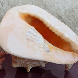 2088g GRANDE Cassis Cornuta Enorme Bella Conchiglia, Grande Conchiglia di Granchio, Enorme Conchiglia Oceanica, Conchiglie Naturali, Conchiglia di Mare, Decorazione di Nozze