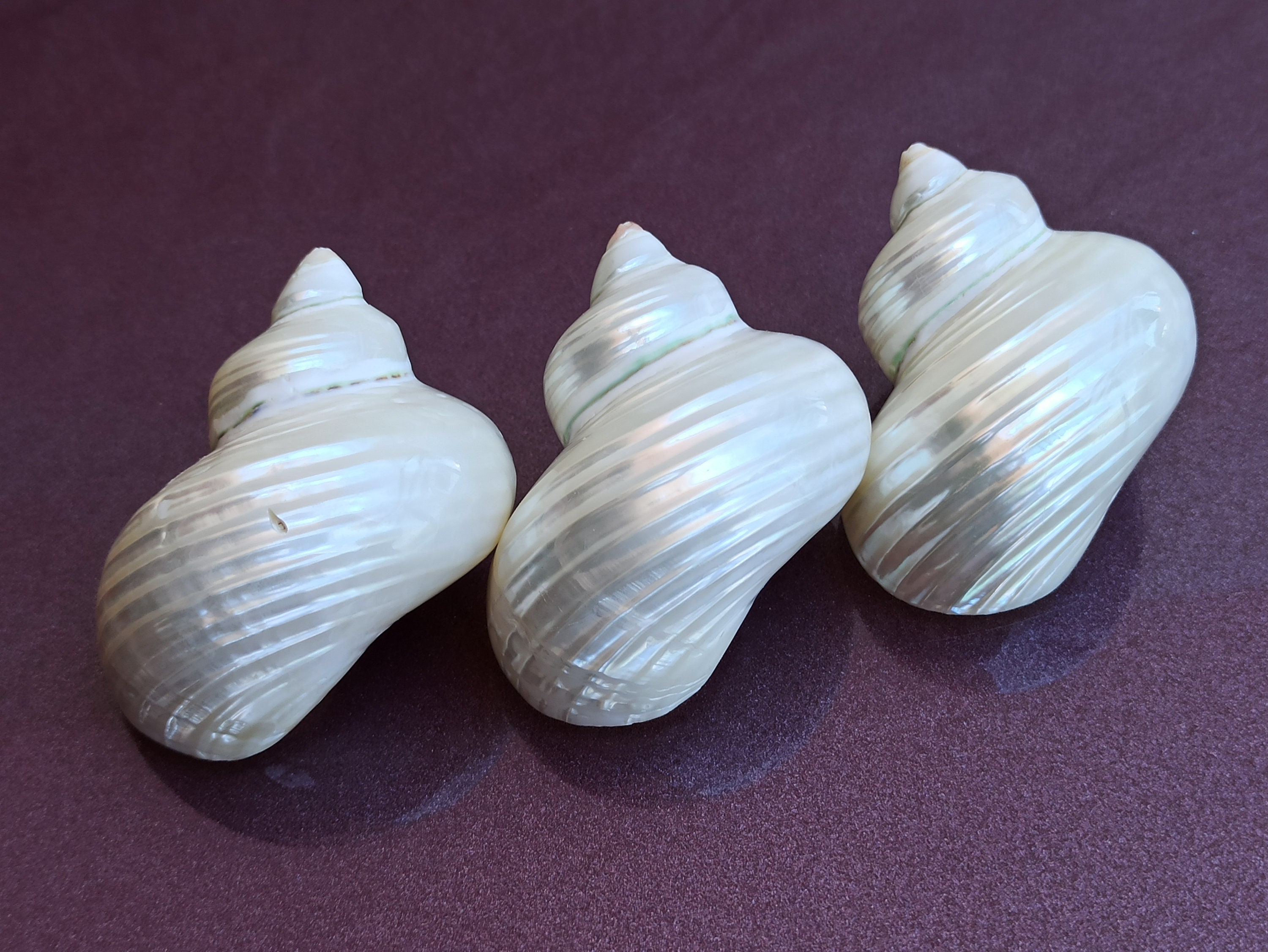 Treasure Shell Mother of Pearl Sea Shell Set: Round Ocean Treasure, Shell Decoration ...