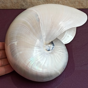 LARGE NAUTILUS Nacre Natural Shell, Nautilus Tiger Seashell, Mother-of-pearl, Big Large Shell, Genuine Specimen, Striped Shell