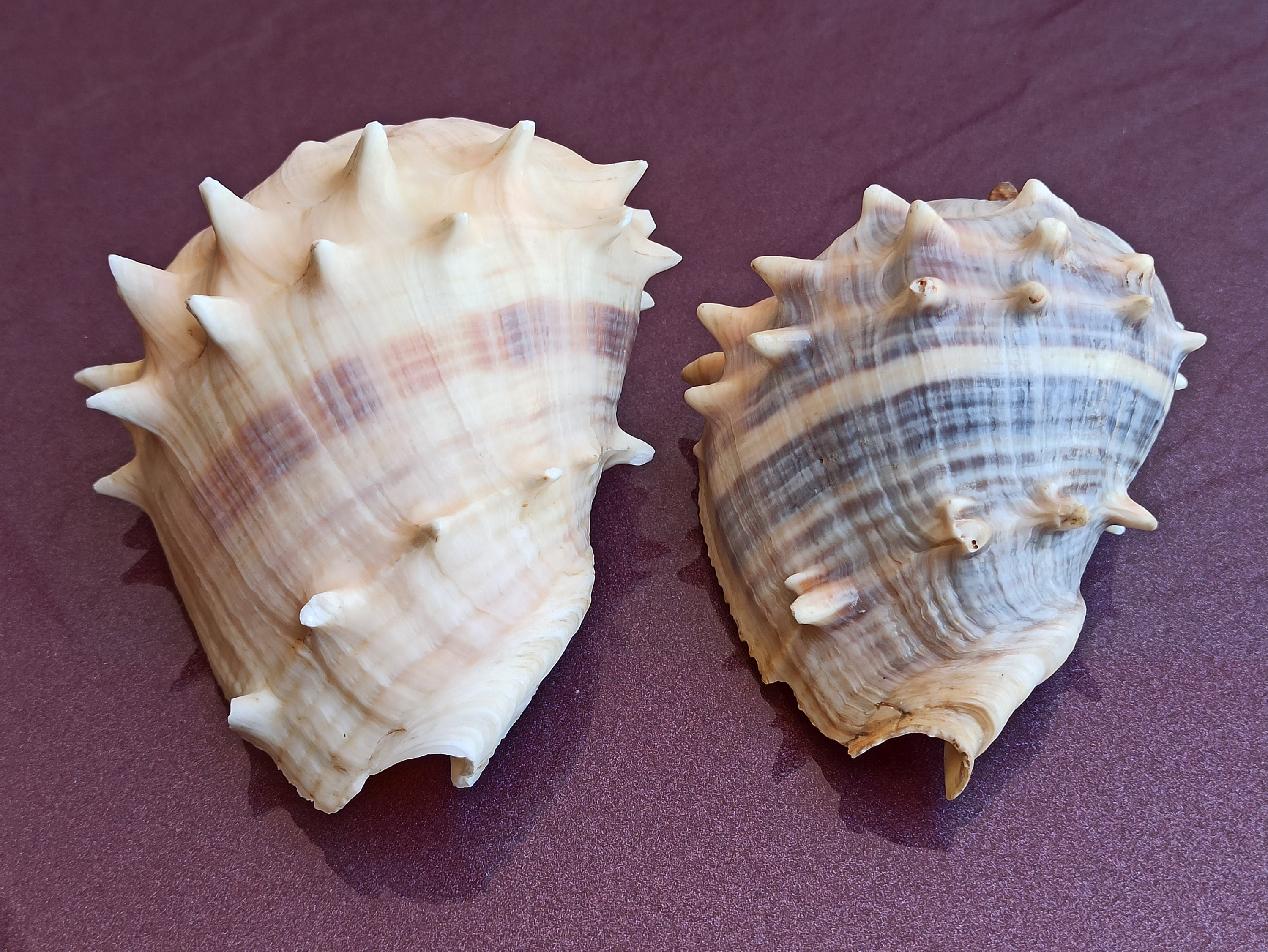 Spiked Sea Shells Set: Natural Ocean Decor, Nautical Wedding - Etsy