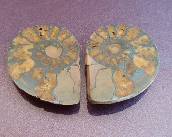 2 Pezzi Conchiglie Fossili Di Ammonite &ndash; Pietre Naturali Per Insegnamento, Collezione E Decorazione, Diametro 2-4 Cm, Stile Retr&ograve;