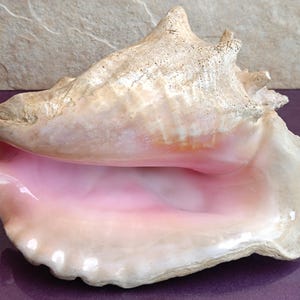 Große Queen Conch Shell, natürliche Muschel, Küstendekor (24x20x13cm)