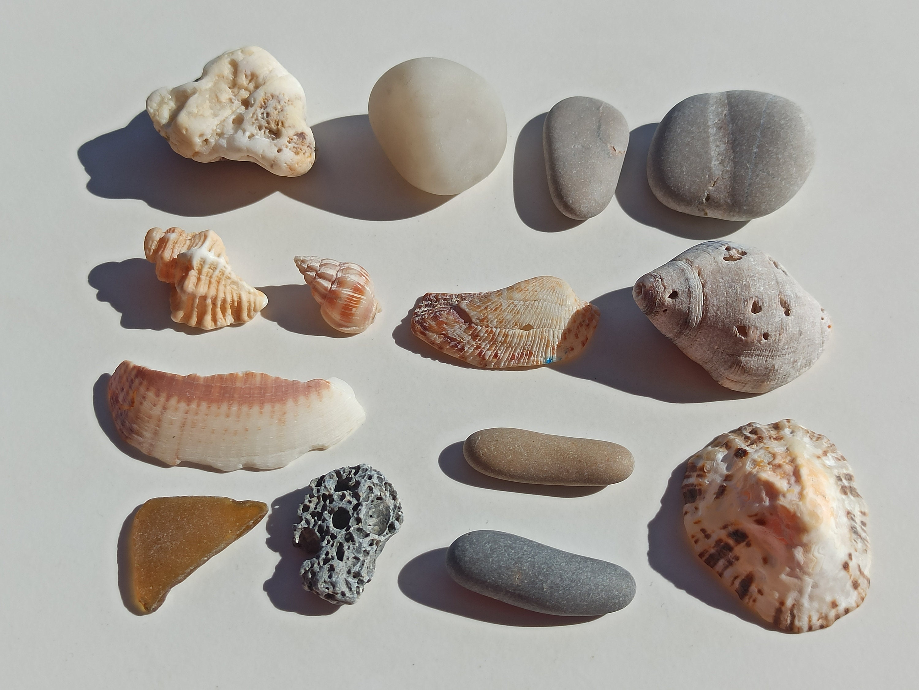 Natural Ocean Seashells, Set of 4 Seashells, Shell Decoration