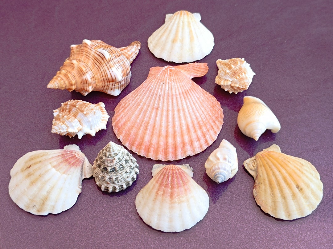 Sea Shell Set Mediterranean Seashell Set: Beach Decor Shells - Etsy