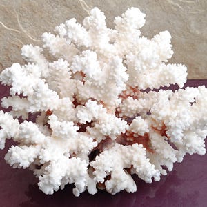 Natural White Coral Tree, White Coral, Coral Tree, Coral Reef Decor, White Coral Reef, Natural Sea Coral