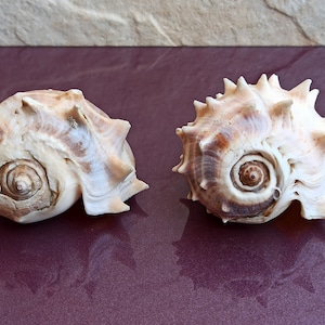 Huge Beautiful Shell, Big Crab Shell, Huge Ocean Shell, Sea Shell Treasure, Natural Seashells, Sea Shell, Wedding Decoration