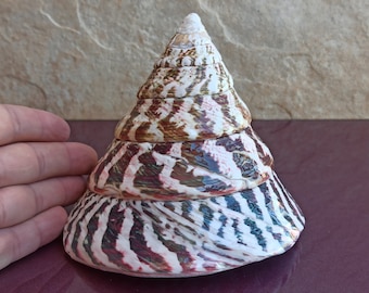 Puede incluir: Una gran concha de mar en forma de espiral con un patrón de rayas marrones, blancas y rosadas. La concha está formada por varias capas, cada una con un patrón diferente.