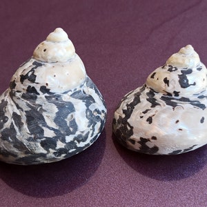 Rara conchiglia di madreperla, bellissima conchiglia, tesoro marino, conchiglia rotonda, conchiglia marina rotonda, conchiglia autentica, conchiglia naturale dell'oceano