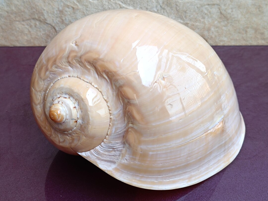 Tagitis Seashell Large Striped Tiger Seashell: Natural Ocean Shell Decor (21x15x10 Cm ...