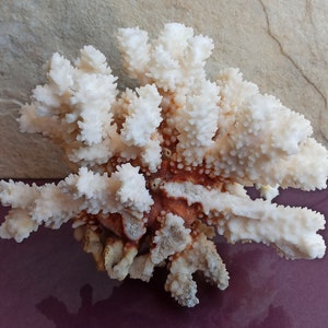 765g Large White Coral, Large Coral Tree, Coral Reef Decor, Natural White Coral Tree, White Coral Reef, Natural Sea Coral