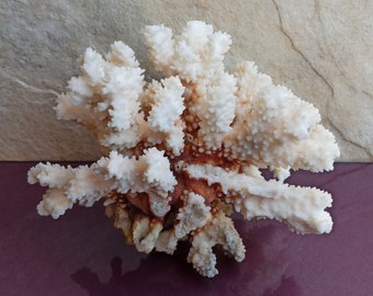 Large White Coral Tree: Natural Coral Reef Decor (765g)