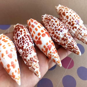 Rare Tiger Conus Seashell: Natural Ocean Shell Decor