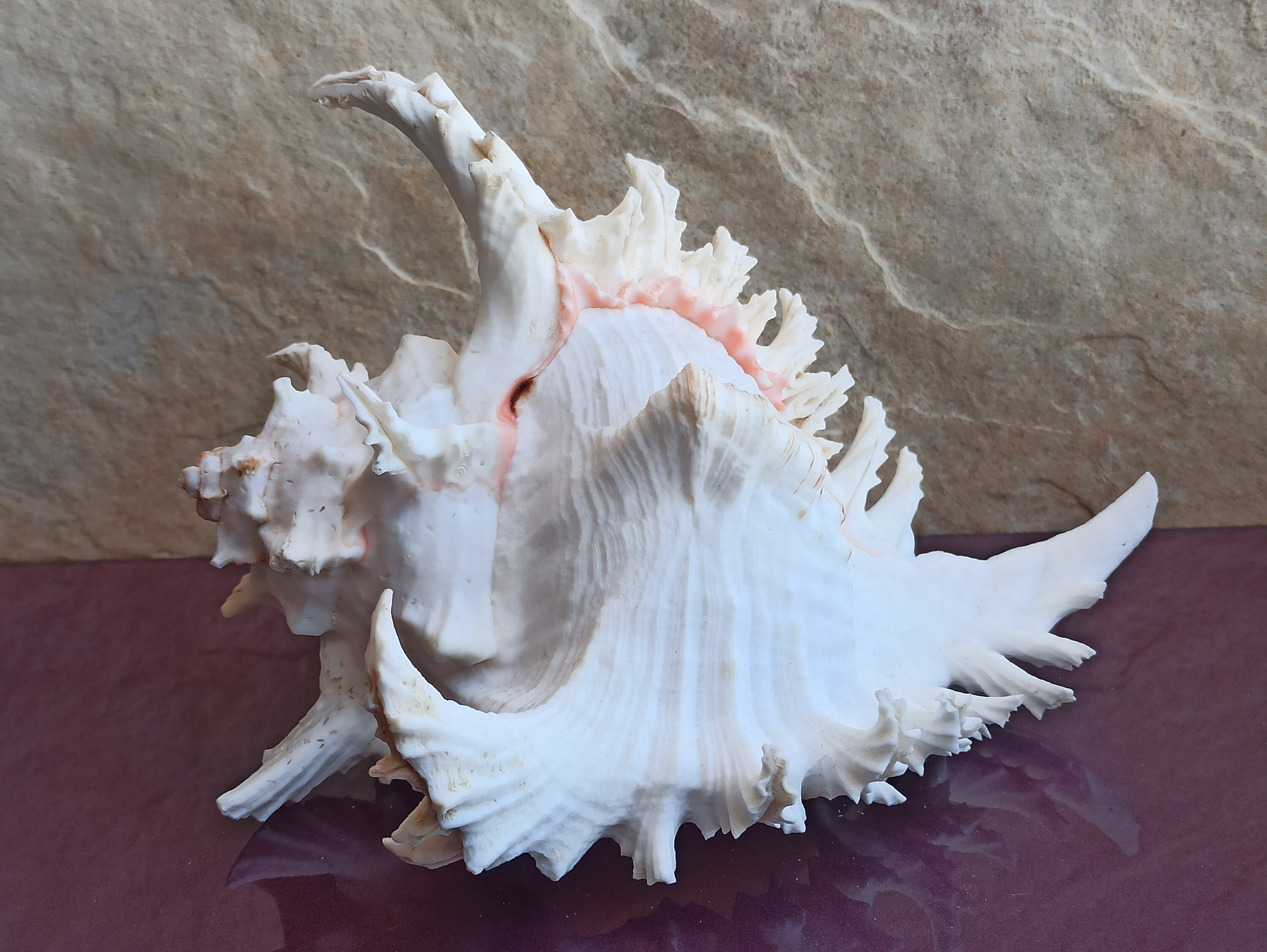 Huge Beautiful Shell Big Crab Shell Huge Ocean Shell Sea - Etsy