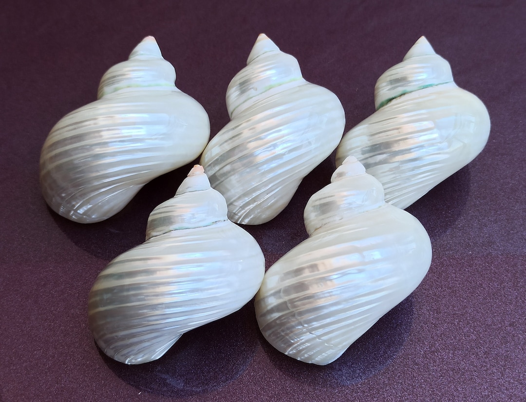 Set of 5 Round Seashells: Natural Sea Treasures, Nautical Decor ...