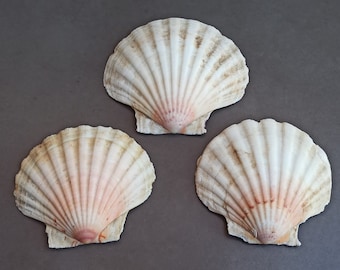 天然貝殻3個セット：海の貝、航海用装飾 - Etsy 日本