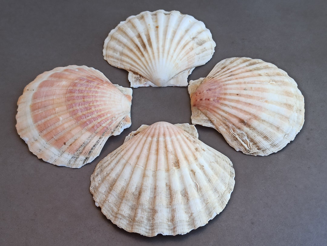 Natural Seashell Set: Rough Ocean Shells, Nautical Decor - Etsy
