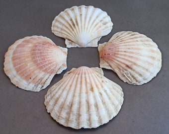 Set of 3 Ocean Shells, Shells Set, Natural Seashell, Rough Sea